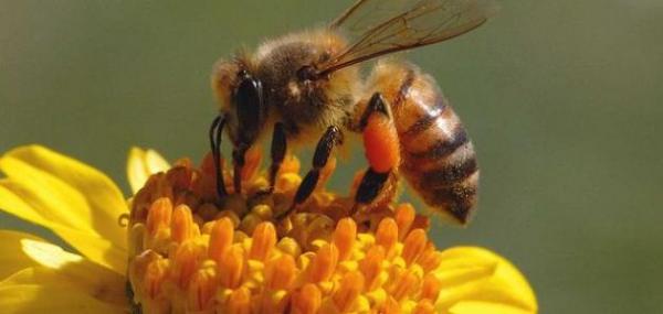  ورشة عمل في اربد حول حماية النحل من الآفات والأمراض Image