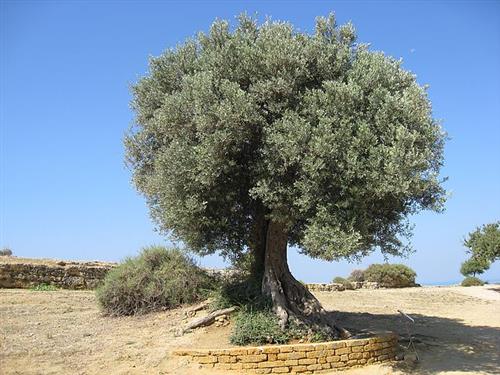 شجرة الزيتون الاردني