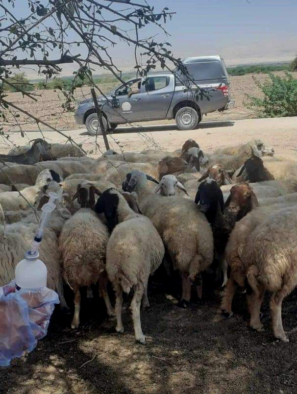 "زراعة الأغوار الجنوبية" تواصل حملة تحصين المواشي