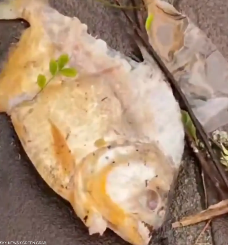 سمك "البيرانا" المفترس ينتشر في شوارع البرازيل