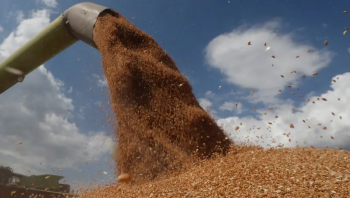  الأردن يسعى لشراء 120 طن من القمح في مناقصة دولية