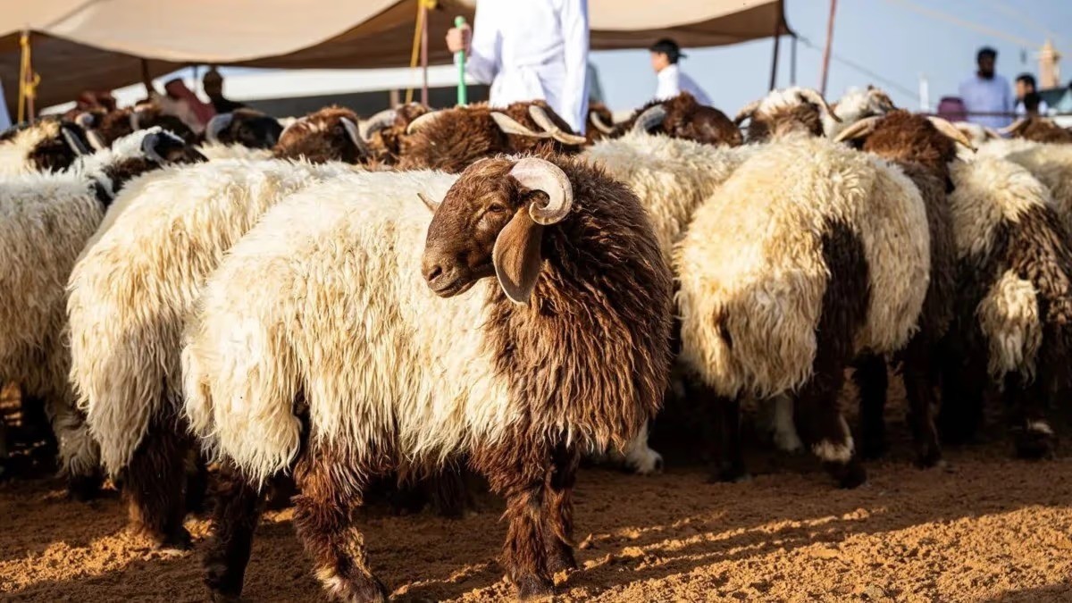زراعة المزار الشمالي تدعو مربي الماشية إلى تجديد دفاتر الحيازة