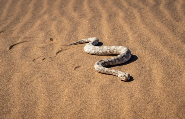 سرعة خارقة ..  ما هو أسرع ثعبان في العالم؟