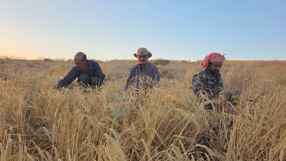 مربو مواشٍ في الكرك يطالبون بتعبيد طريق زراعي بسبب وعورتها