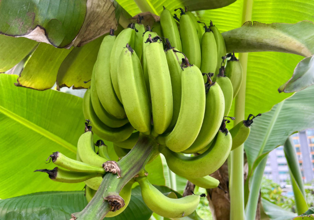 فواكه غنية بالبوتاسيوم قد تساعد في خفض ضغط الدم