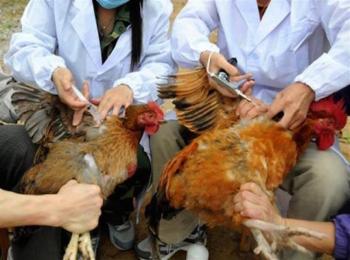 اليابان: إتلاف 17 ألف دجاجة بسبب إنفلونزا الطيور