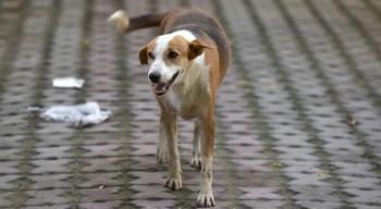 صلح عمان تباشر النظر في قضية عقر كلب لمواطن
