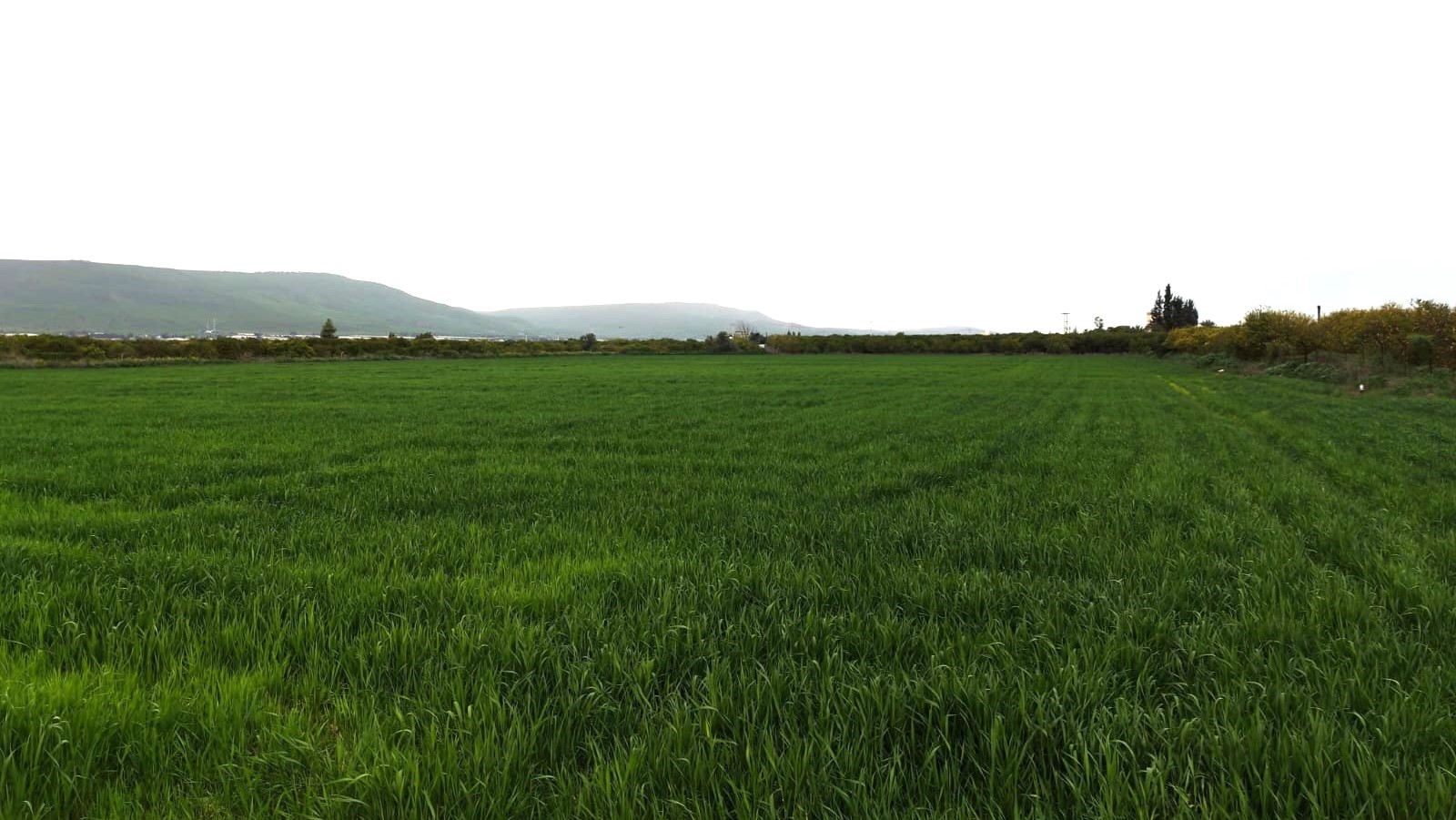زراعة الأغوار الشمالية تدعو إلى اتباع الإرشادات مع الهطول المطري