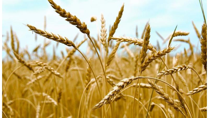 العوران: موسم مطري مميز ينعش الزراعة ويعزز إنتاج القمح والزيتون