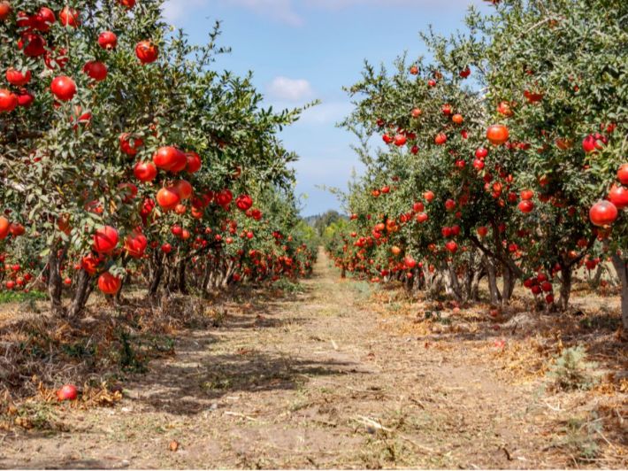 تعاونية كفرسوم الزراعية تبحث تحديات قطاع الرمان مع الفاو