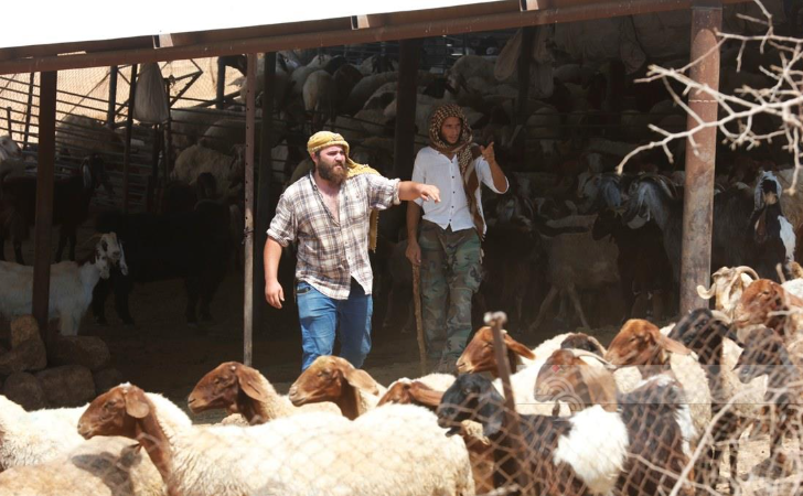 مستوطنون اسرائيليون يعتدون على مسنّة ويسرقون 30 رأسًا من الأغنام 