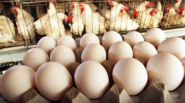 الزراعيين تبدي مخاوفها من دعوات مقاطعة الدجاج و البيض