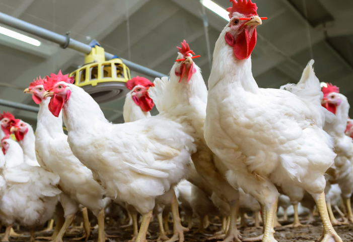 لقاء حكومي اقتصادي: كميات الدواجن مطمئنة وتكفي لفترات جيدة 