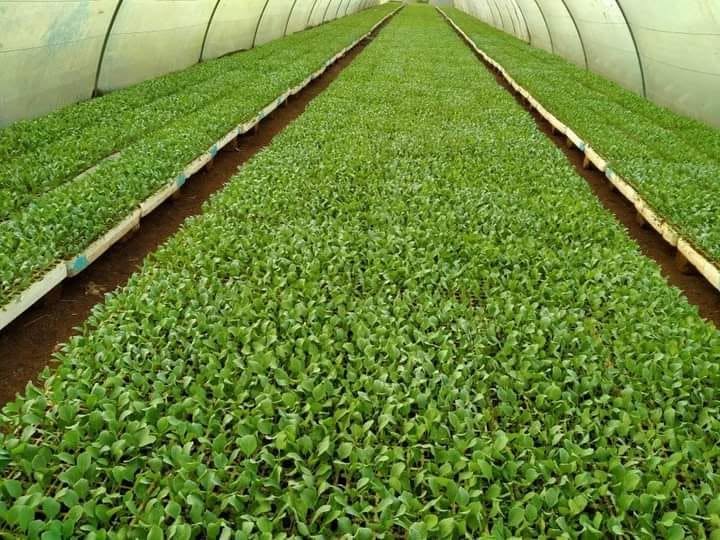 زراعة الأغوار الشمالية تدعو المشاتل إلى الالتزام بالإرشادات