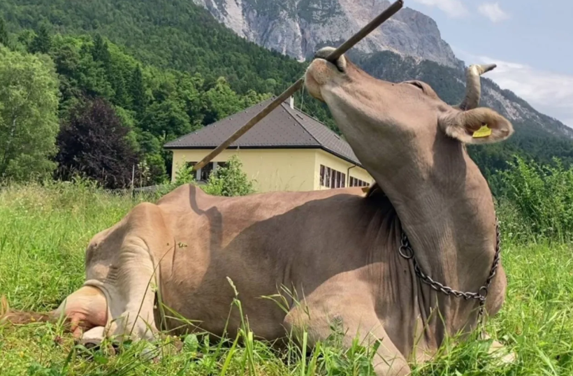 بقرة تُفاجئ العلماء وتُعيد التفكير في ذكاء الماشية