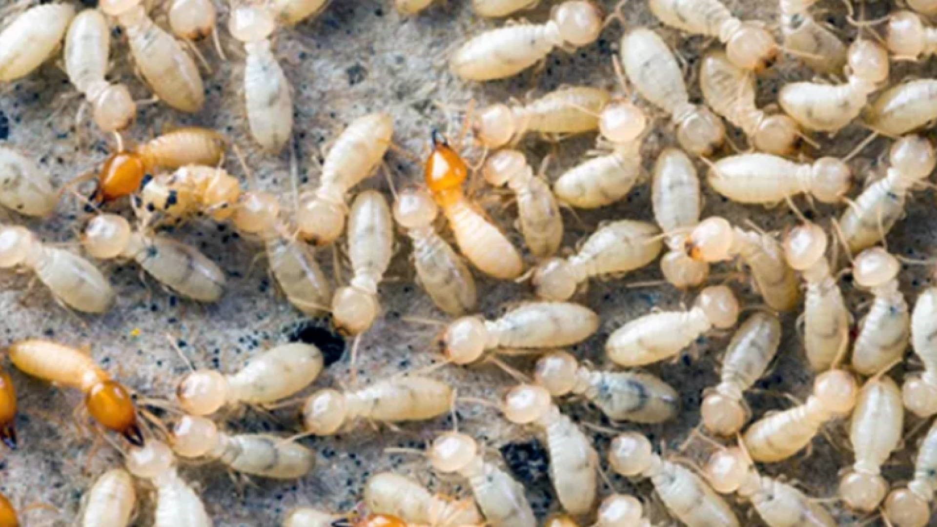 حملات لمكافحة النمل الأبيض في معان