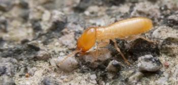 الزراعة: آفة النمل الأبيض مؤرقة لتأثيرها على صحة الانسان وممتلكاته