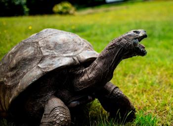 أكبر السلاحف سنا في العالم يحتفل بعيد ميلاده الـ190