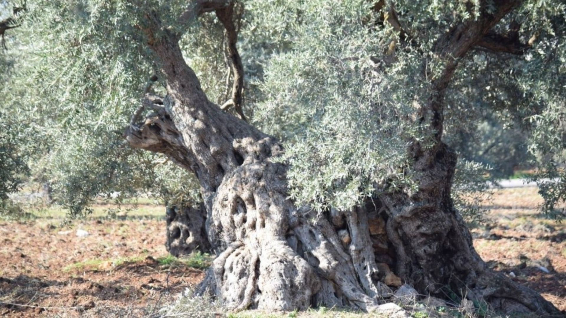 الأشجار المعمرة تعزز خصوبة التربة وتدعم الاستدامة البيئية في عجلون