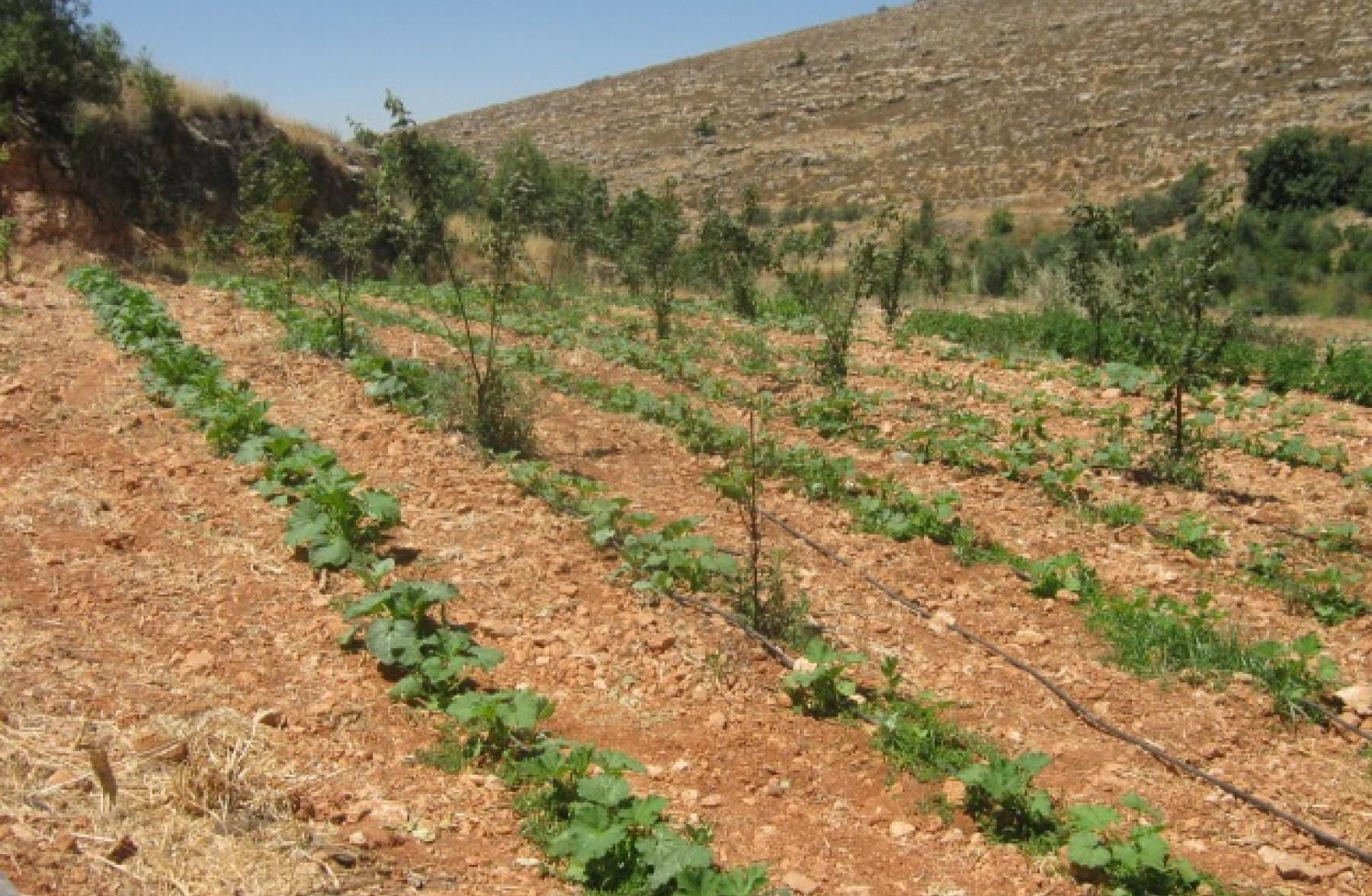  الشجرة في يومها ..  قصص نجاح من أجل أردن أخضر