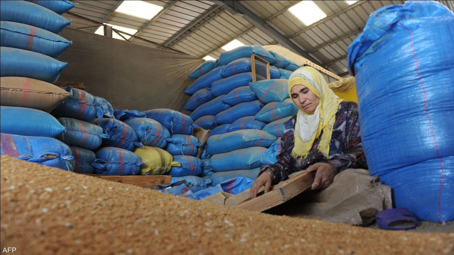 دولة عربية تتصدر ..  كيف تأثر القمح عالميا بتغير المناخ؟