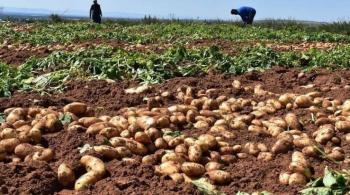 بسبب مرض اللفحة ..  الشريف يحذر من انخفاض كبير في محصول البطاطا