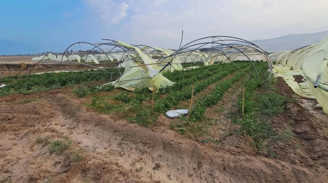 لجان زراعية تبدأ حصر أضرار الرياح والأمطار في الأغوار الشمالية