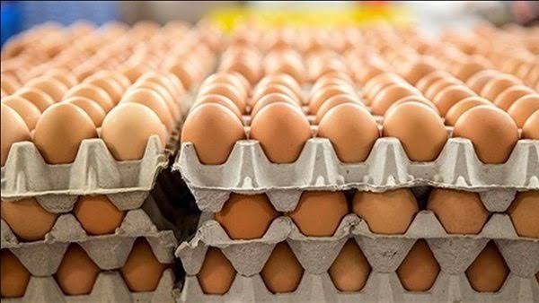 الأردن يصدر 211 مليون بيضة مائدة وتفريخ في 6 اشهر
