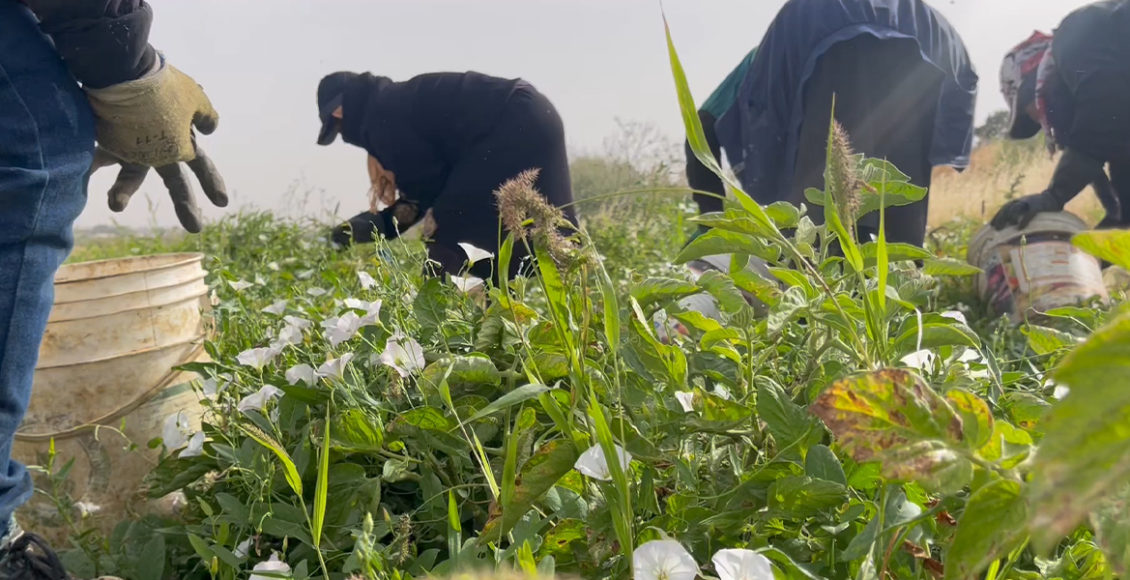 الصبيحي: عدد عاملات الزراعة المشمولات في الضمان لا يتجاوز 770