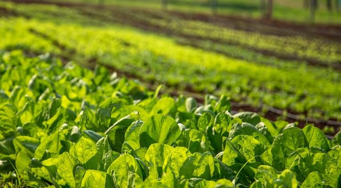 خبراء: الزراعة المطرية تتطلّب إدارة متكاملة لاستثمار مياه الأمطار