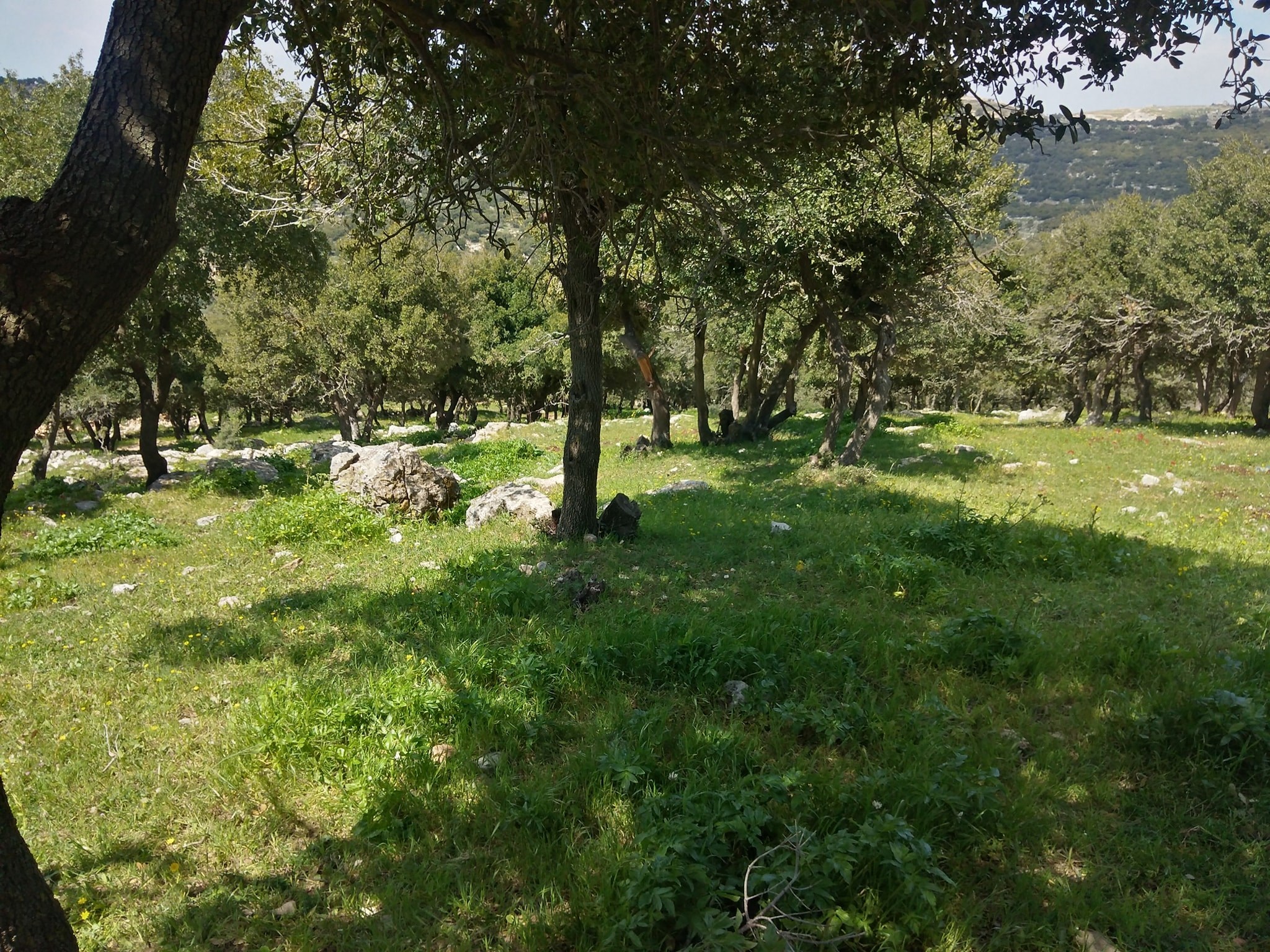 زراعة المزار الشمالي: كمية الهطول المطري وتوزيعه سينعكس إيجابًا على القطاع 