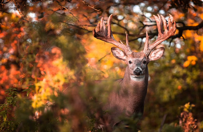 الغزلان تتواصل بإشارات فوق بنفسجية غامضة تذهل العلماء