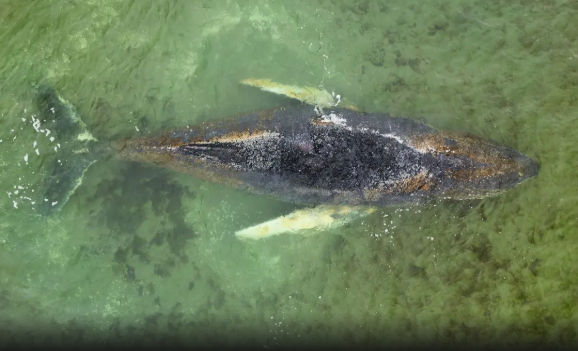 حوت أحدب عالق منذ أيام قبالة سواحل ألمانيا ..  والسلطات تنتظر وفاته