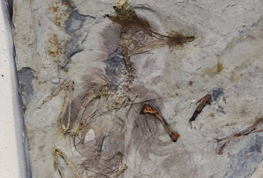 ديناصور يختنق بـ800 حجر في حلقه قبل 120 مليون عام