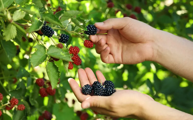 فوائد تتجاوز التوقعات لتناول التوت الأسود ..  تعرف عليها