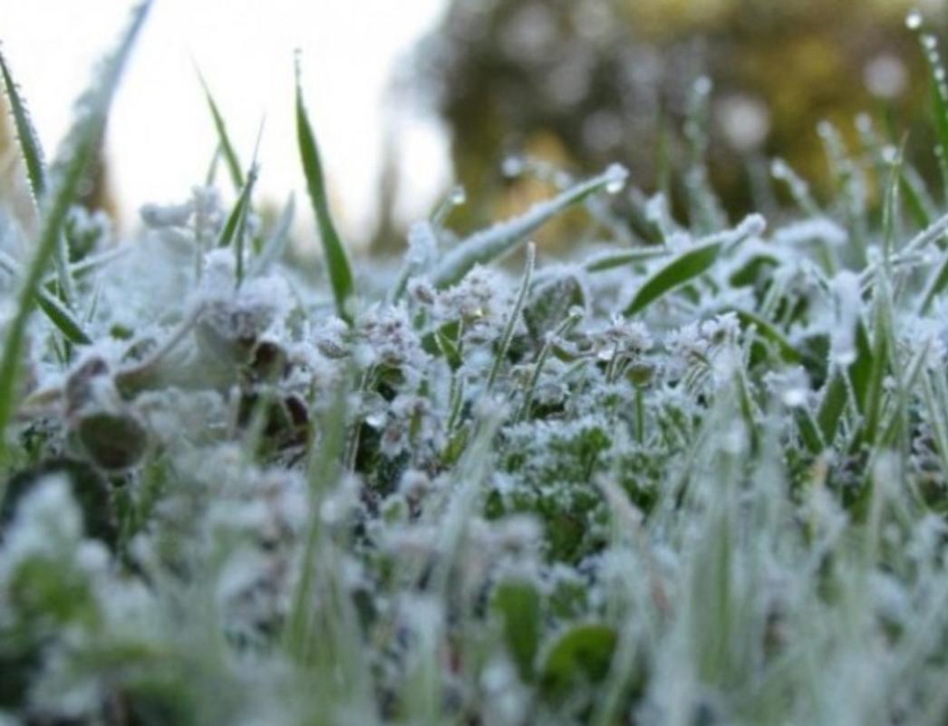 الزراعة تحذر المزارعين من تشكل الصقيع 