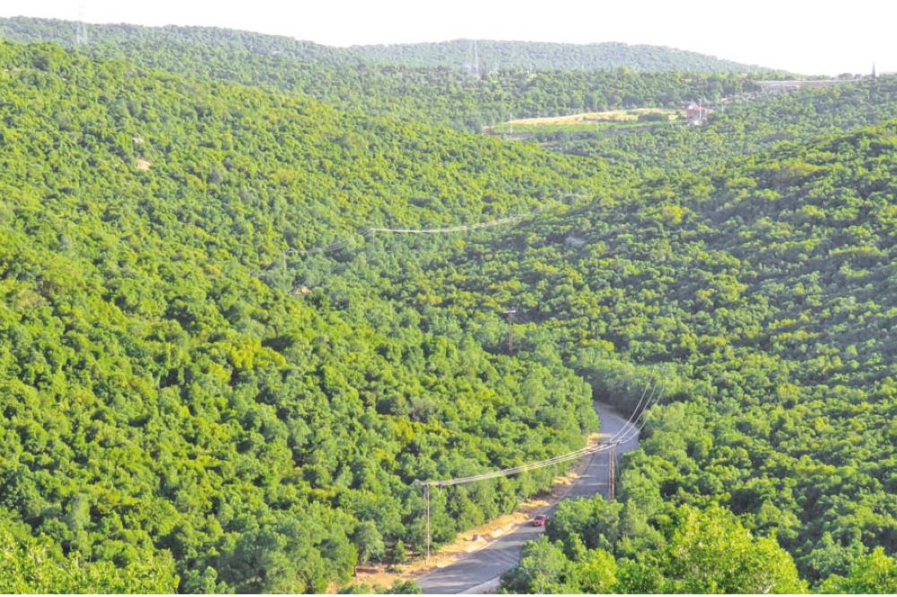 الزراعة: خط ساخن للإبلاغ عن أي تعديات على الثروة الحرجية 