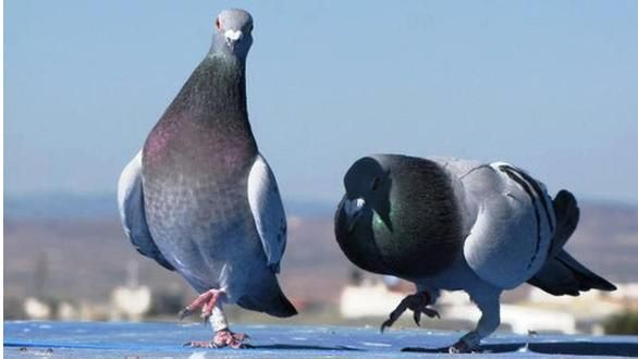 الحمام الزاجل طائر جميل يدل على السلام والحب والود وهو (سيد الحمام)