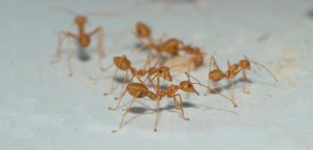 تفسير رؤية النمل في المنام على الفراش للعزباء