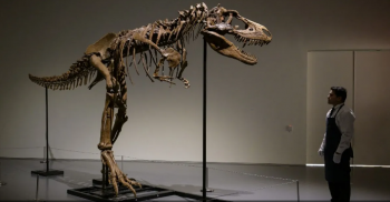 هيكل لديناصور عمره 76 مليون عام للبيع في نيويورك