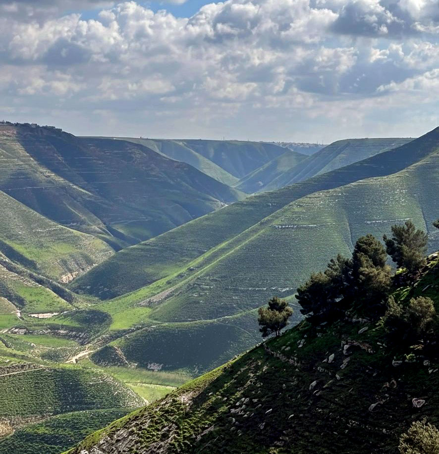 إربد تتألق في الربيع وتكتسي بالوشاح الأخضر