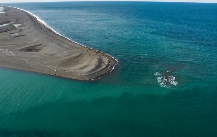 أضخم كائن بالماء ..  رصد حوت أزرق قبالة سواحل الأرجنتين
