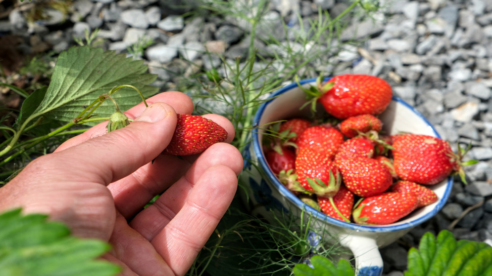 ارتفاع أسعار المنتجين الزراعيين 3.2% خلال شباط الماضي