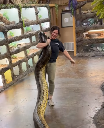 وحش الزواحف ..  امرأة تحمل أناكوندا عملاقة تجتاح مواقع التواصل