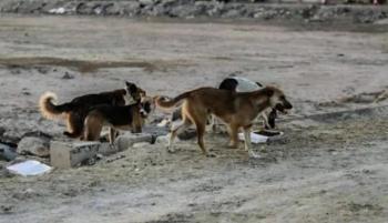 كلاب ضالة تقتل سائحة فرنسية في المغرب
