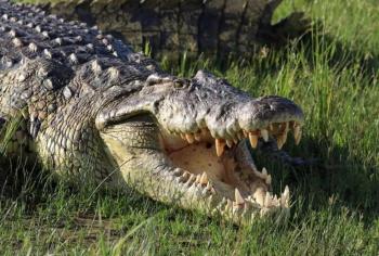 قتل تمساح في فلوريدا بعد العثور على جثة امرأة بين فكيه