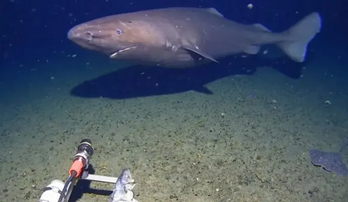مشهد فاجأ الخبراء ..  قرش يتبختر في مياه شبه مجمدة بأنتاركتيكا