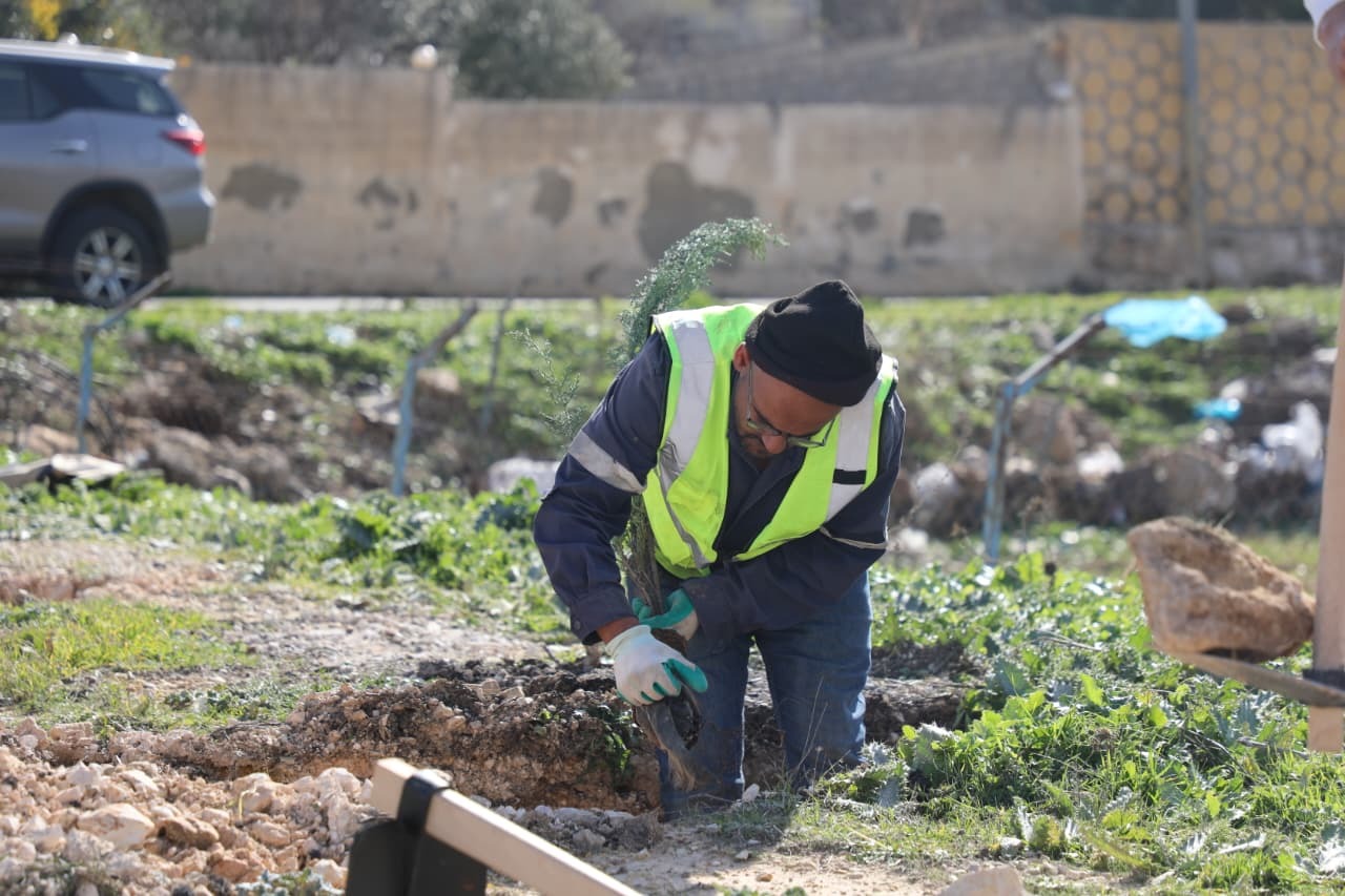 الإدارة المحلية والزراعة والشباب تنفذ فعاليات غرس 6 آلاف شجرة في الرصيفة