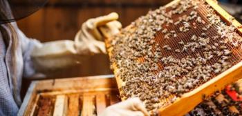 الكرك: بحث واقع تربية النحل والتحديات التي تواجهه