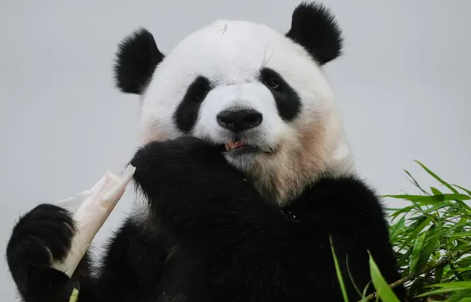 آخر زوجين من الباندا في اليابان يعودان إلى الصين